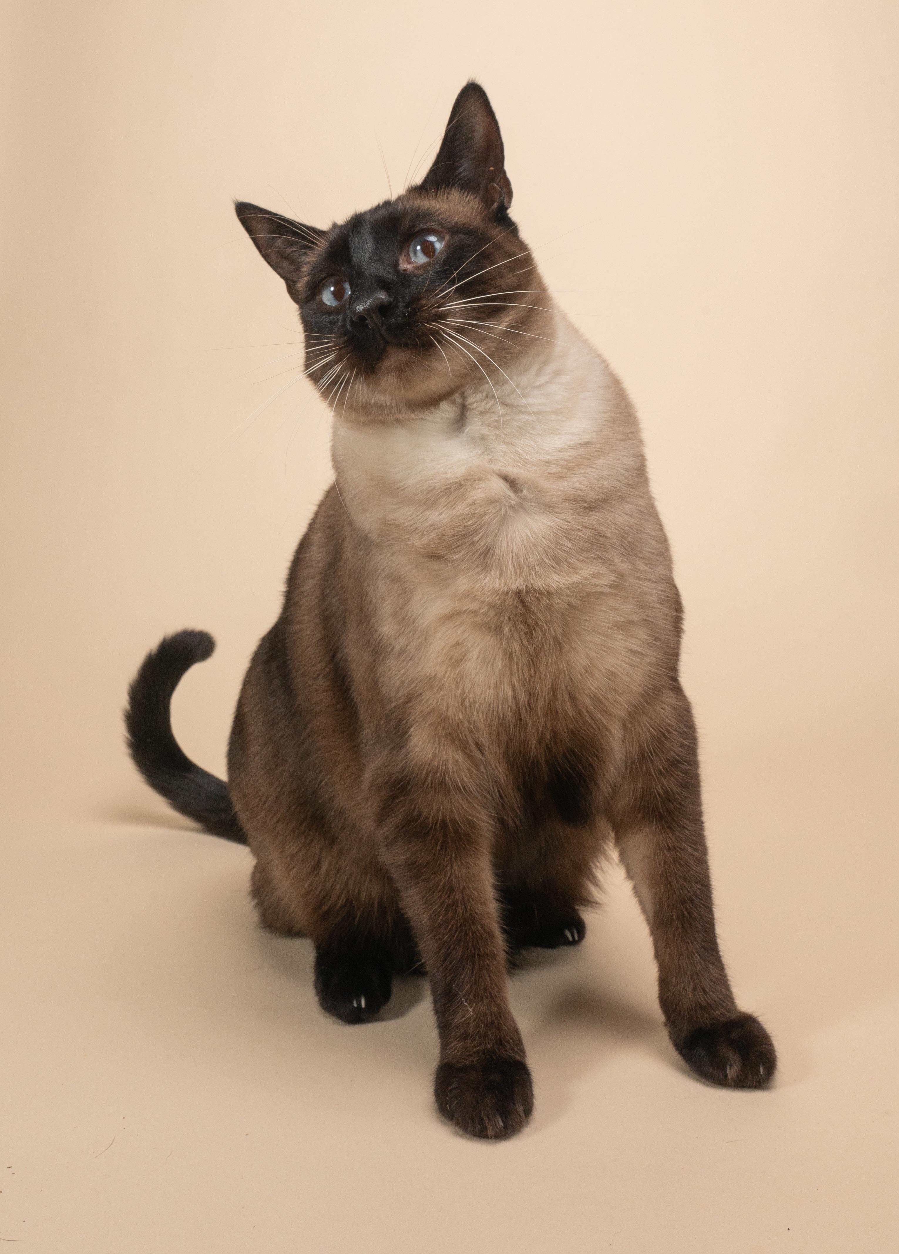 Looking for a Siam Cattery? Heres How to Choose a Reputable Breeder!