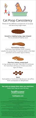 Discover Why Your Poop Smells Like Cat Litter and Fix it Fast.