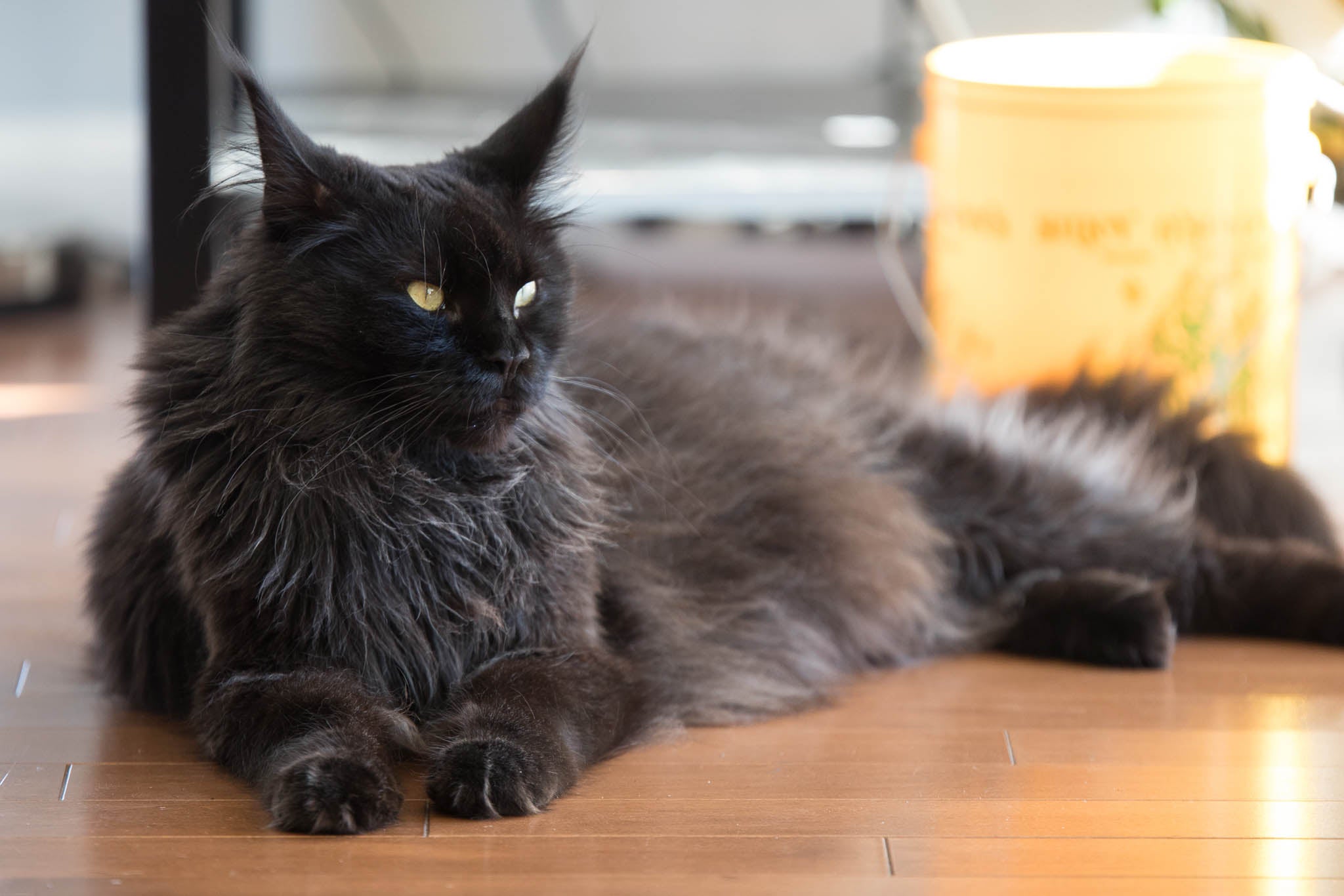 Got a Black Maine Coon Cat With Blue Eyes? Care Tips Inside!
