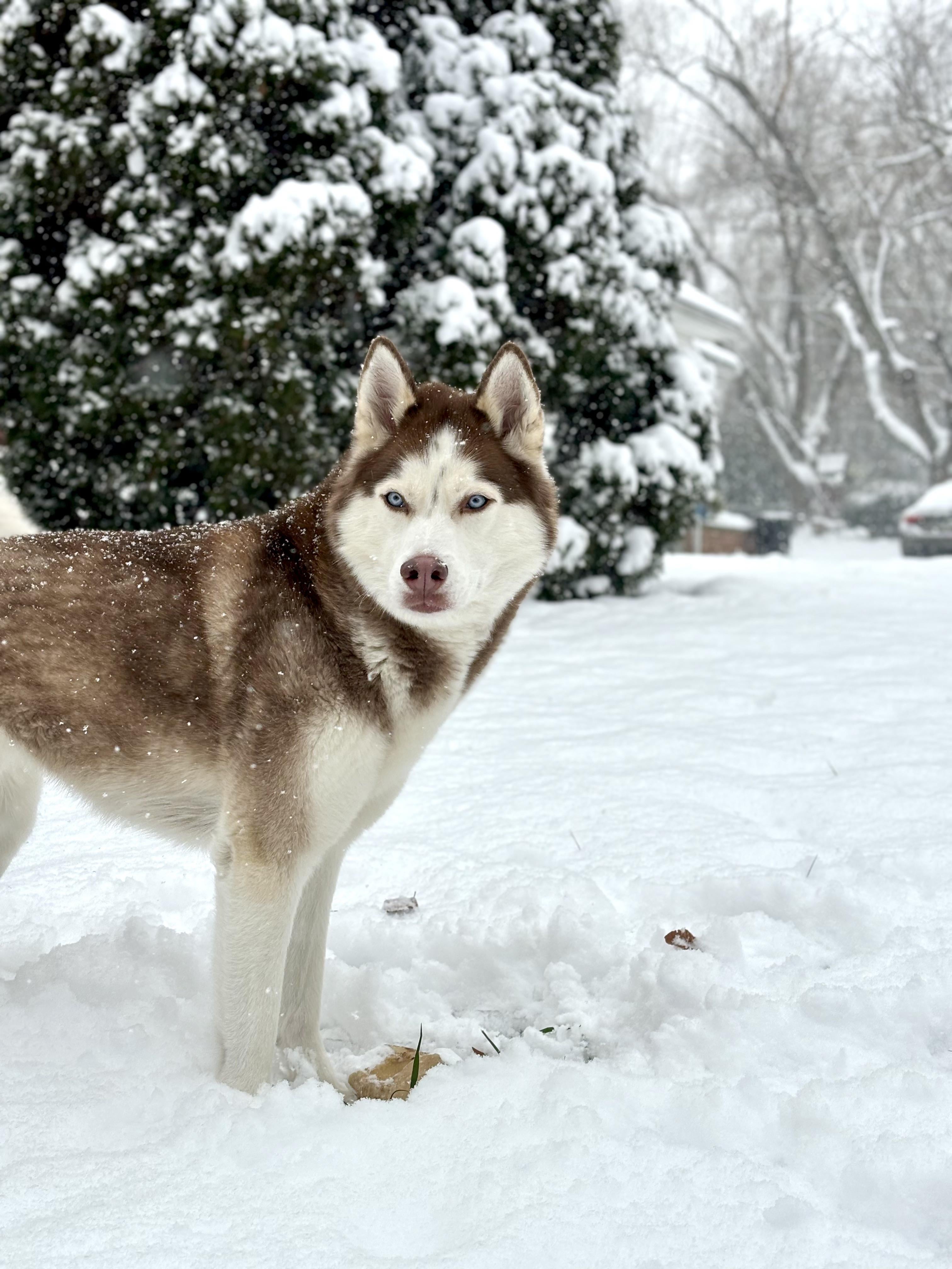 Fat Blue Eyes Siberian Husky: How Much Food Should They Really Eat?