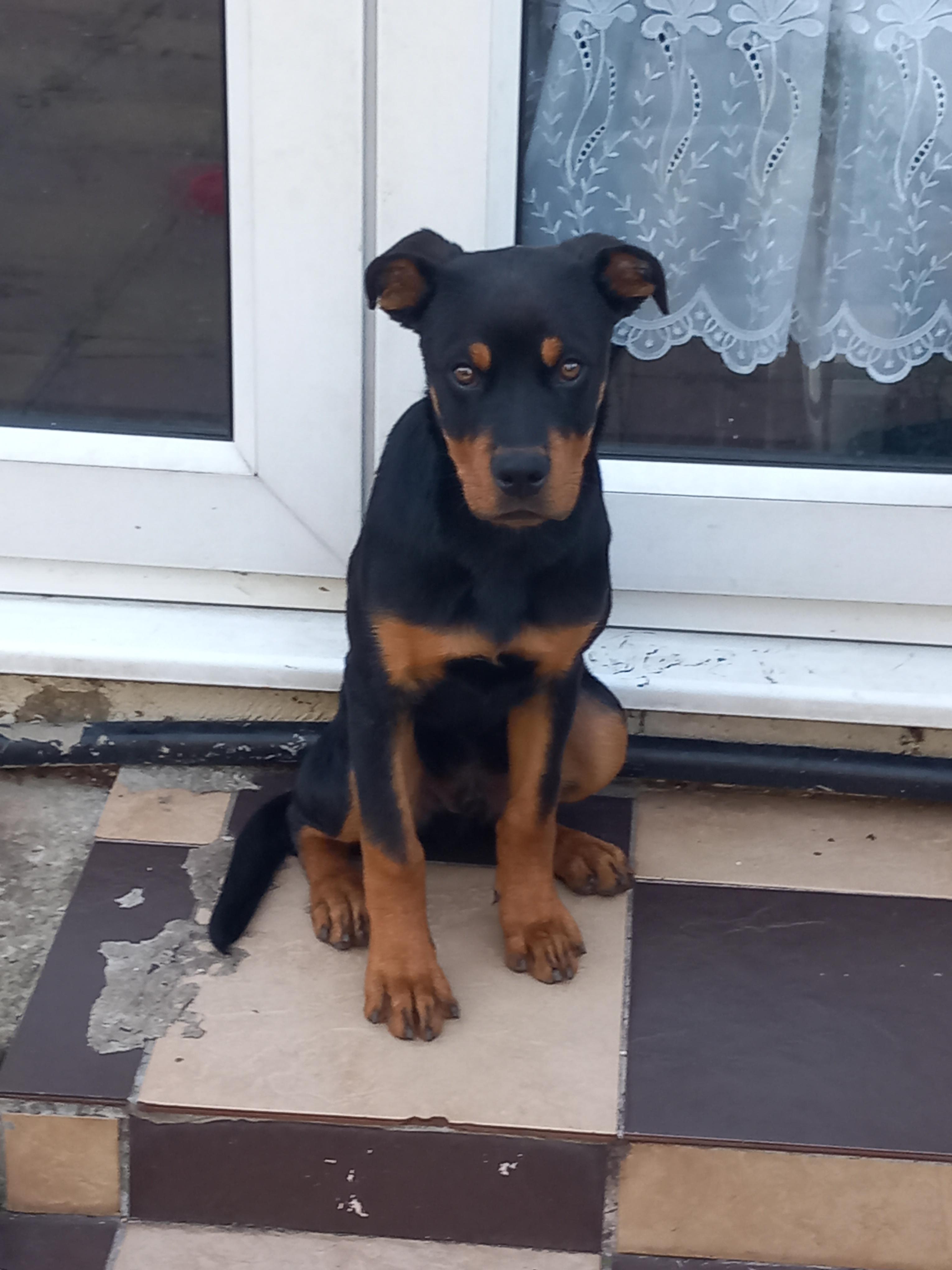 Thinking about getting your Rottweiler ears cropped? Read this before you decide.