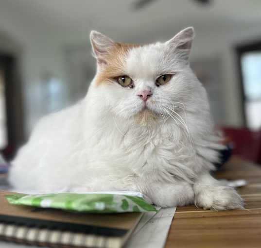 Need a Persian Cat New York? Best Places to Find One!