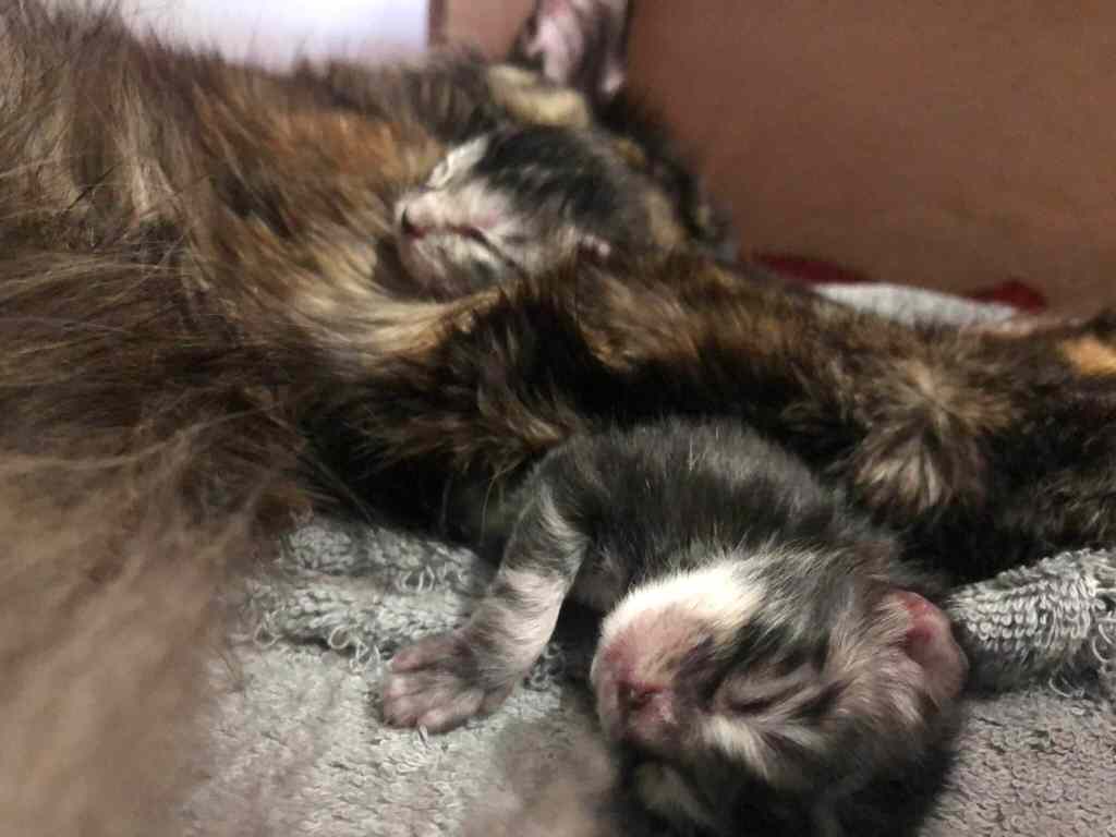 Maine Coon Cat Breeding: What to Expect (Kitten Care)