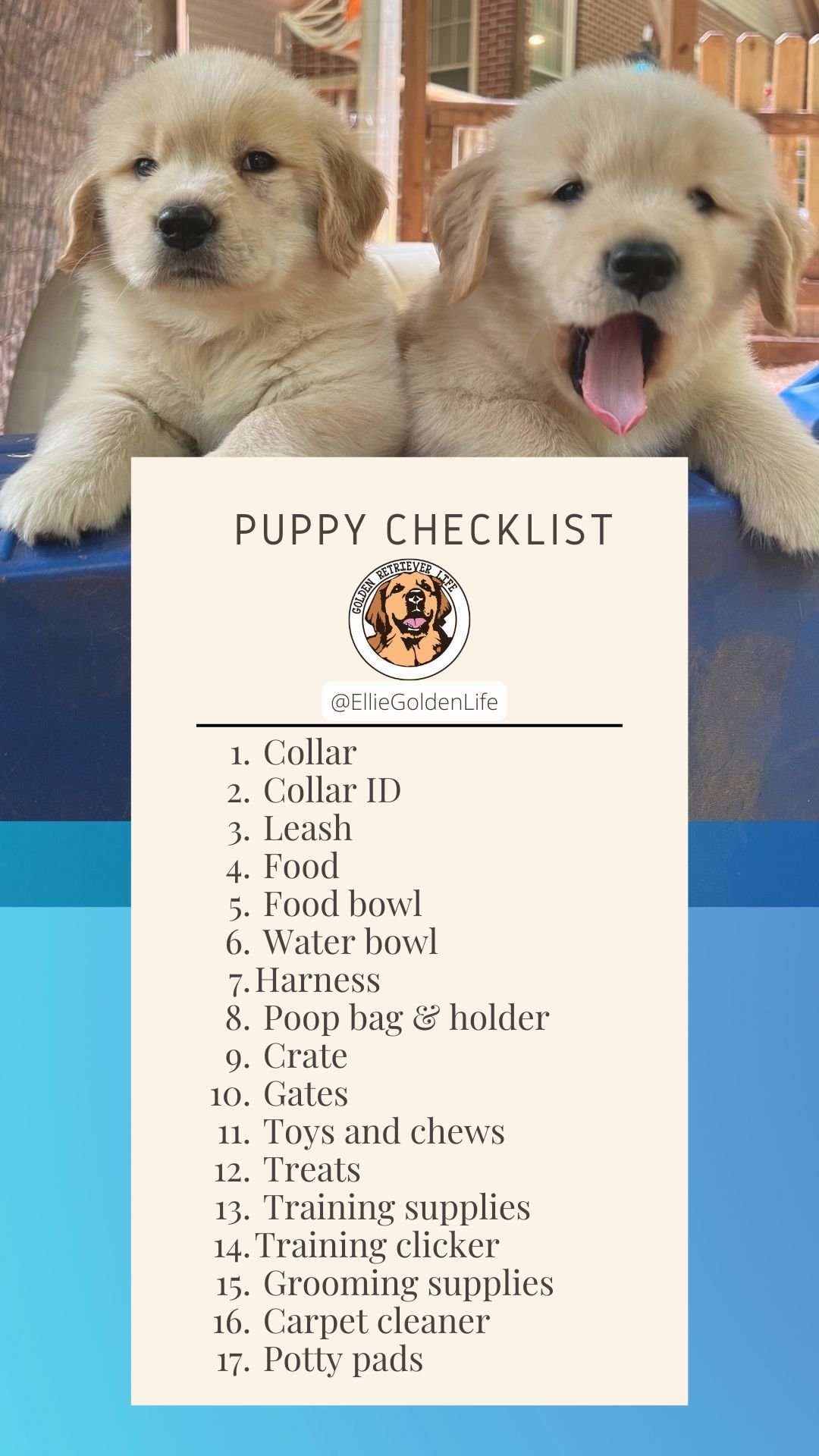 Golden Retriever Baby Items: Must-Haves for New Owners!