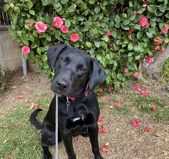 Belgian Malinois and Labrador Mix: What to Expect?