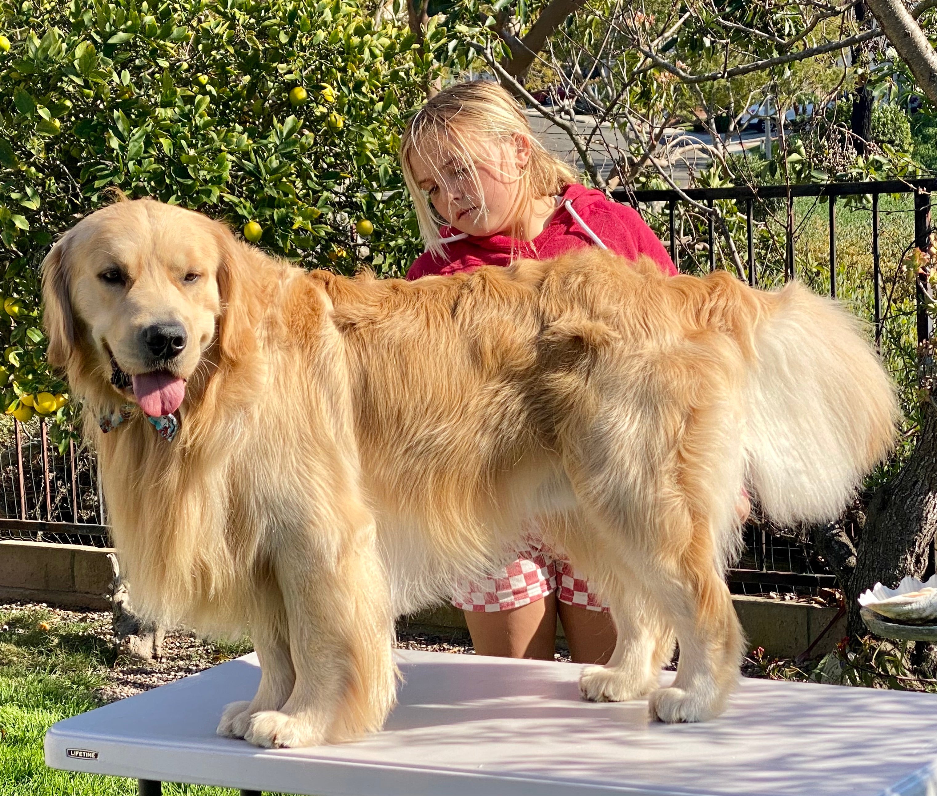 Neuter My Golden Retriever: Pros, Cons & Best Timing!
