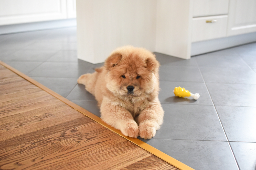 Find the Best Pet Food for Chow Chow: Reviews & Buyers Tips!