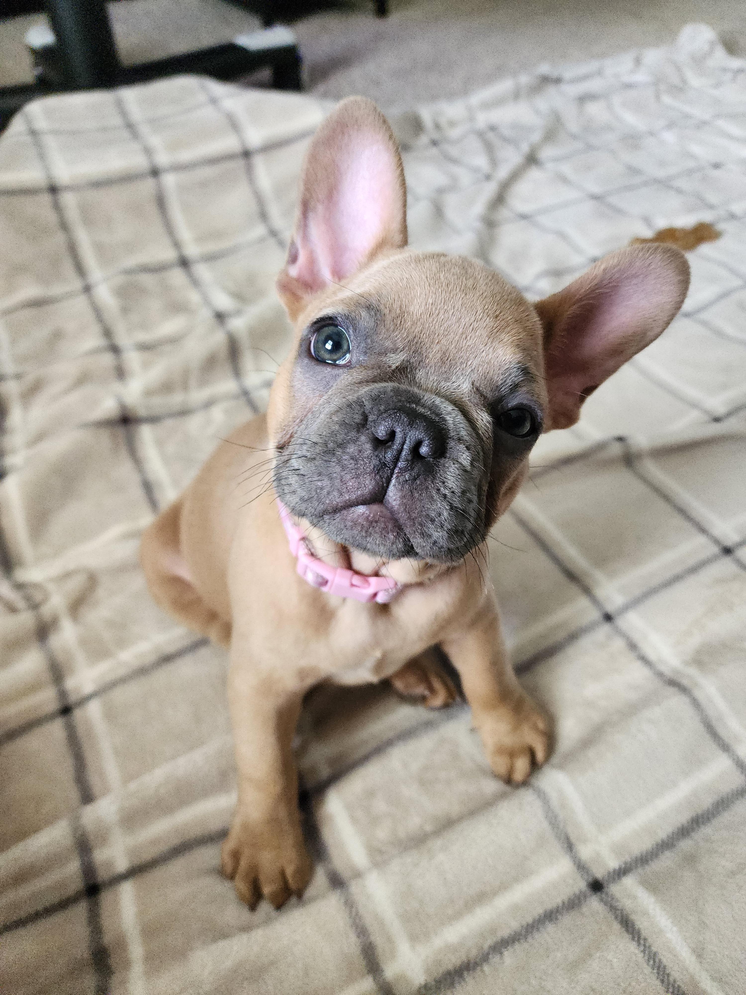 Get a Brown French Bulldog Puppy? Know This First!
