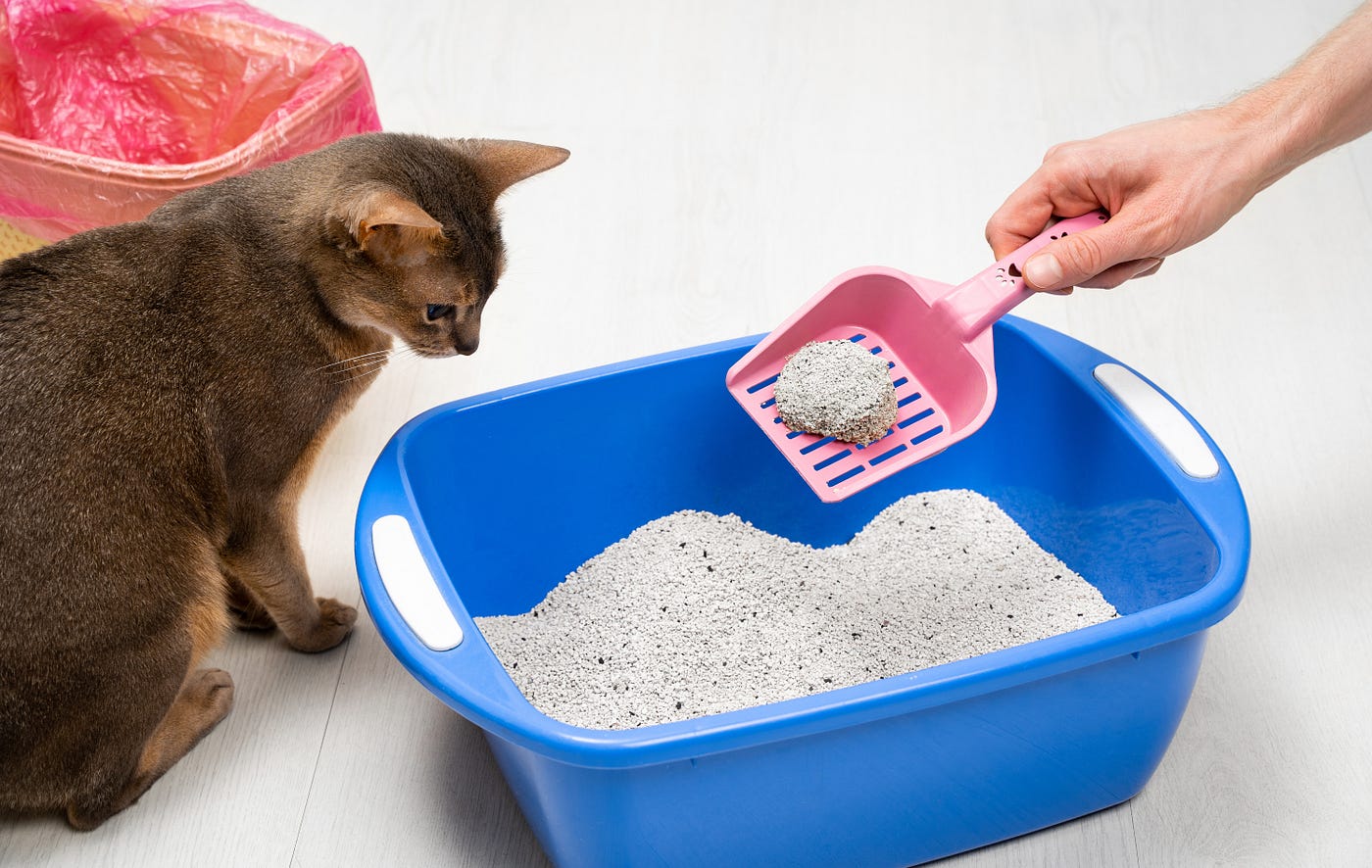 Compost Cat Litter: Is It Really Safe? (Easy Guide for Beginners)