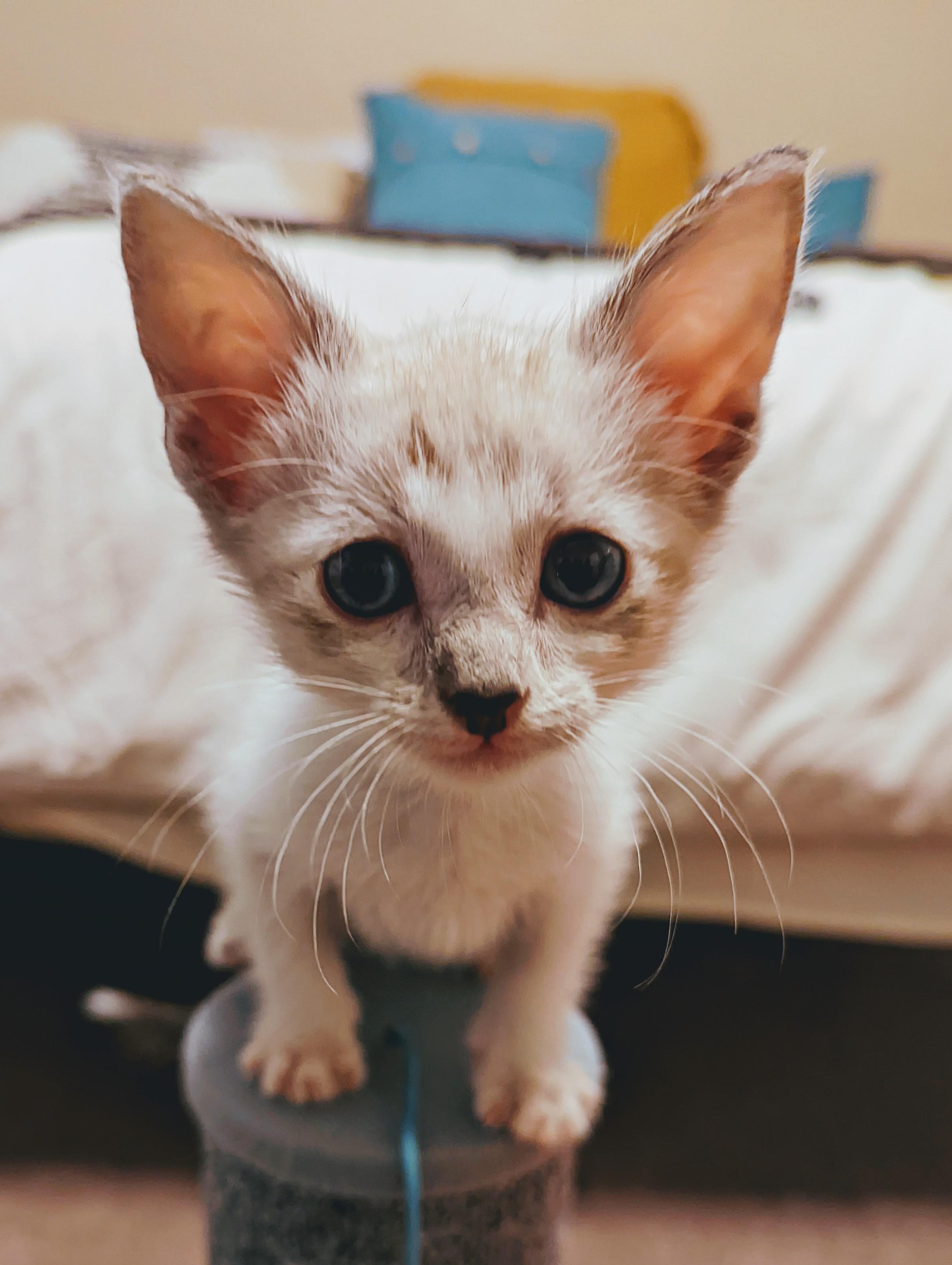 Is Magic Cat Litter Worth the Hype? (Honest Reviews & Comparison.)