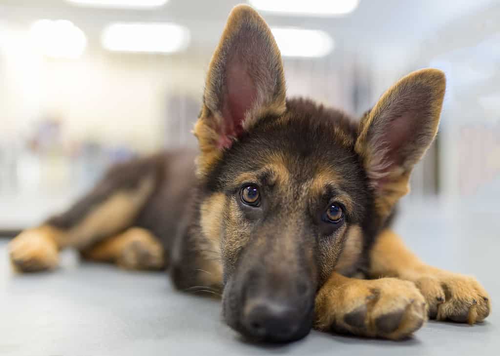 Deciding when to spay german shepherd? A simple guide to help you make the informed choice for your pup.