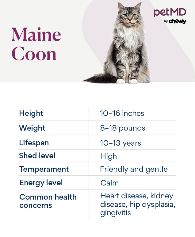 All About Breeding Maine Coon Cats: FAQ for New Breeders.
