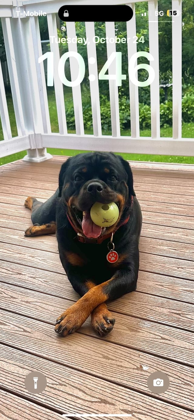Thinking of Breeding Rottweilers? Read This First!