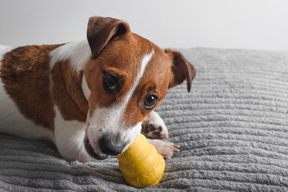 Need Low Cost Pet Dental Care? Simple Tips to Save Money!