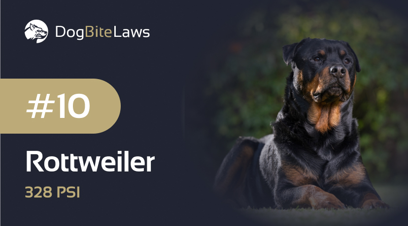 Rottweiler Bite Cases: Real-Life Examples and Safety Tips
