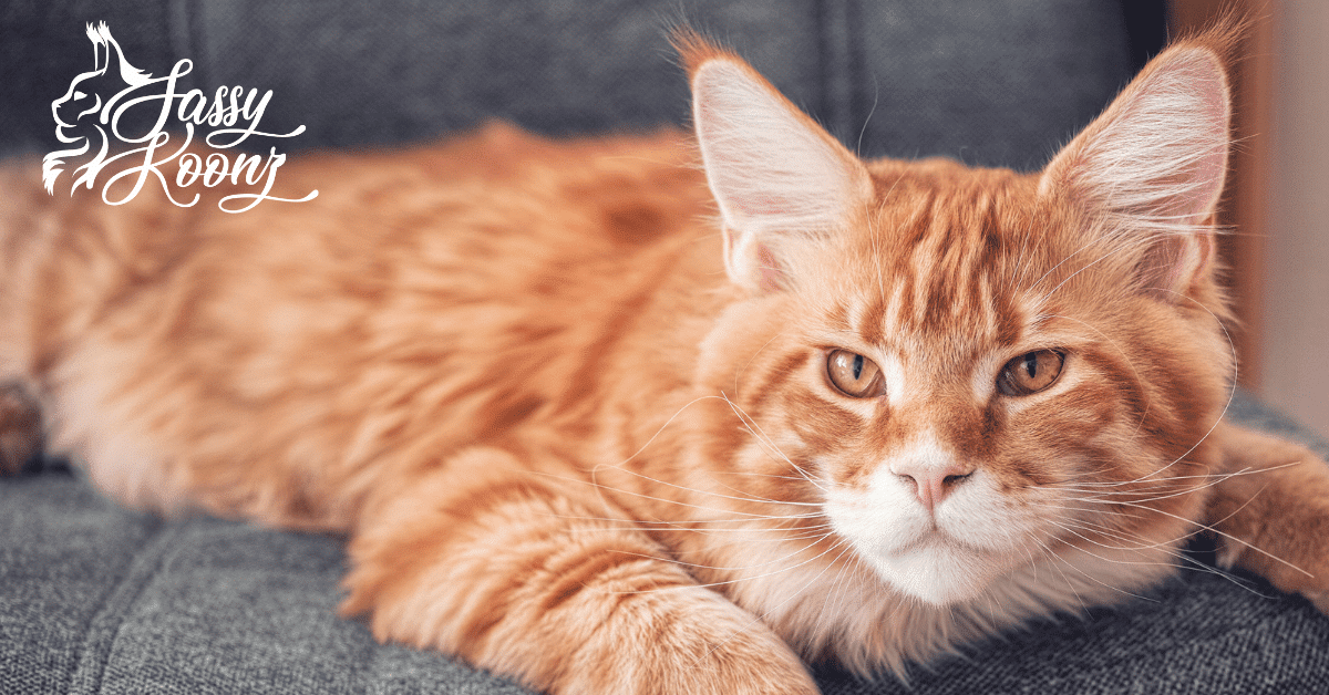 Maine Coon Cat Breeding: Simple Tips for Beginners!