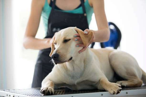 How should you care for your big head labrador retriever? Get essential health, diet, and grooming advice today.
