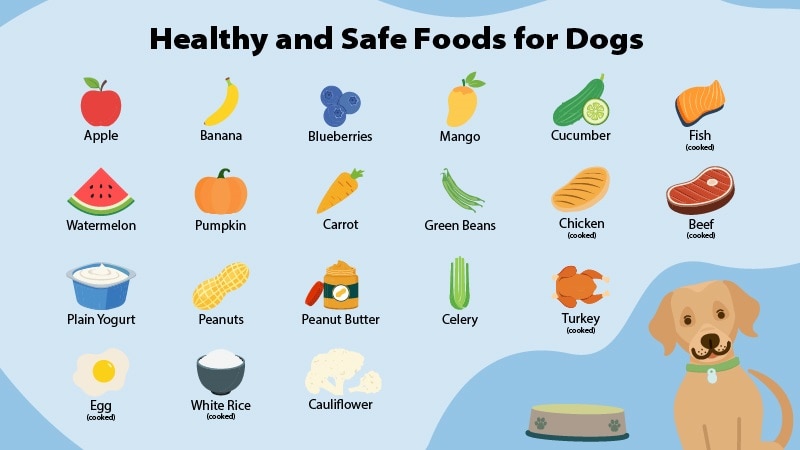 Small Dog Pet Food Guide: What to Feed Your Little Friend!