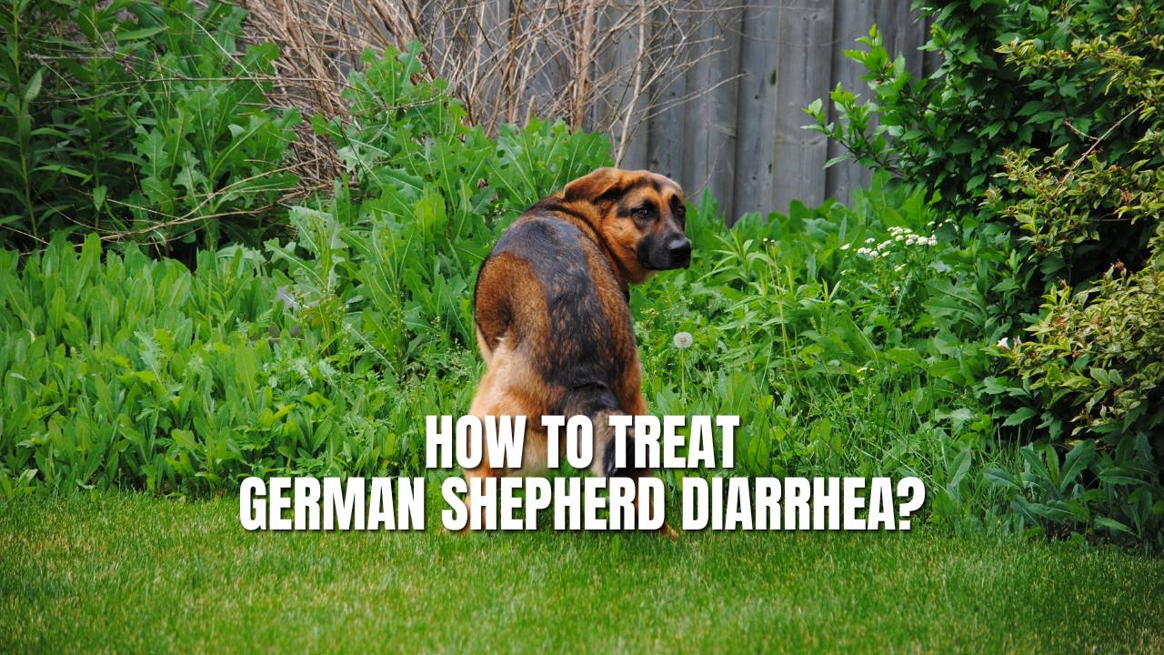 Stop German Shepherd Diarrhea: prevention & quick guide.