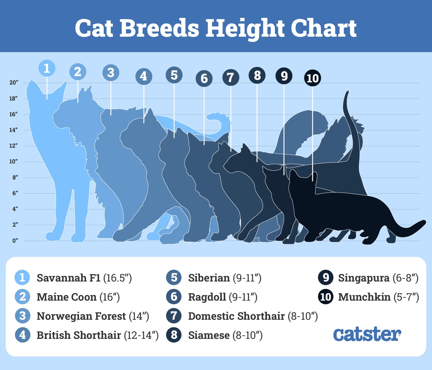 Maine Coon Cat Growth Chart: How Big Will They Get?