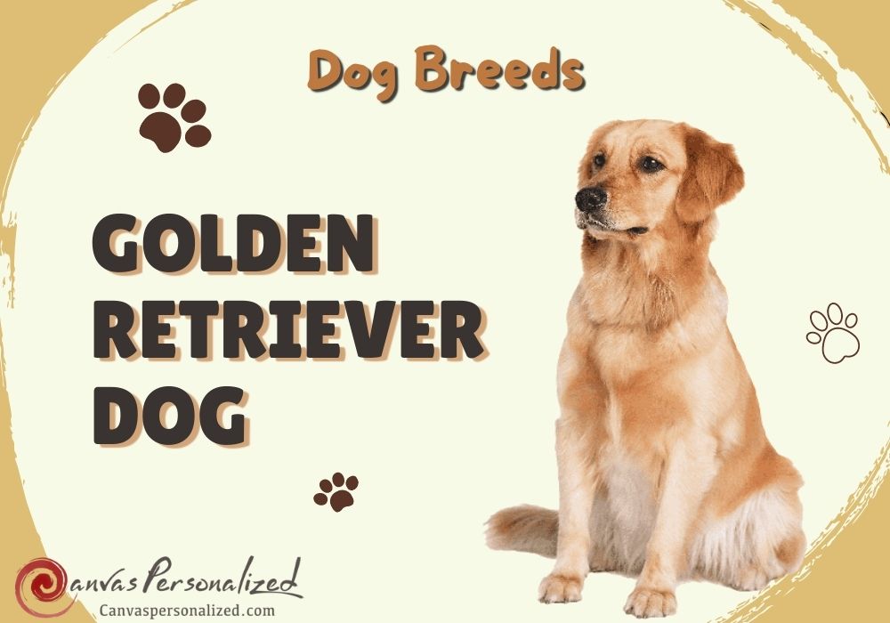 Golden Retriever Happiness Guide: Essential Care for a Happy Dog.