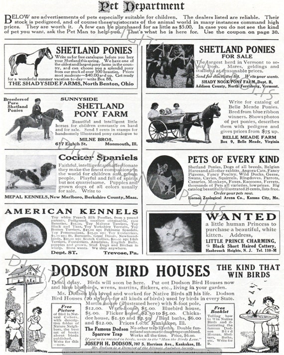 Looking for Pets? Check Dayton Daily News Classified Ads for Listings!