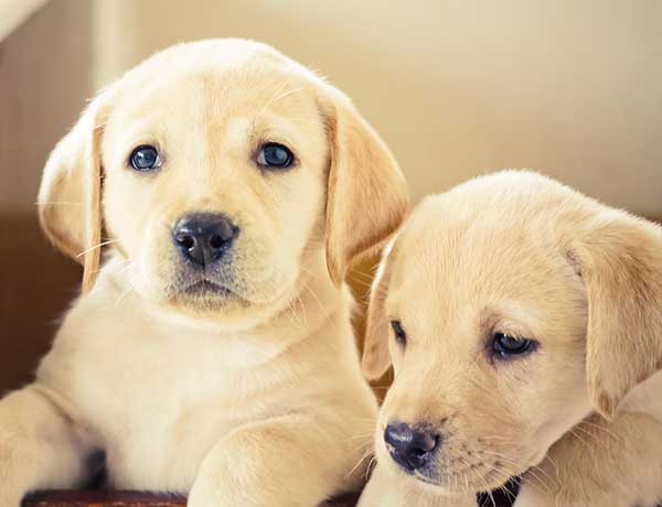 Want a Small Labrador Retriever Breed? (Consider This Before You Buy!)