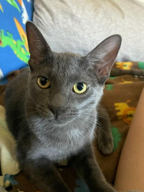 Ready to Adopt a Russian Blue Cat Near Me? Your Questions Answered!