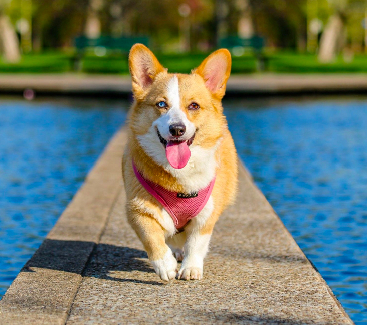 Find adorable corgi for sale ohio puppies! Check these updated listings for your new furry friend.
