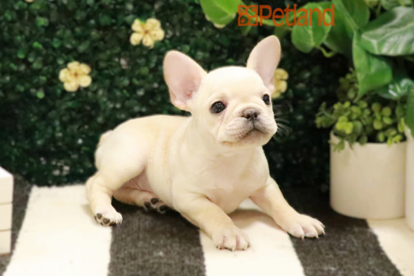 Looking for Fat French Bulldog Puppies? Get Ready for Ultimate Cuteness!