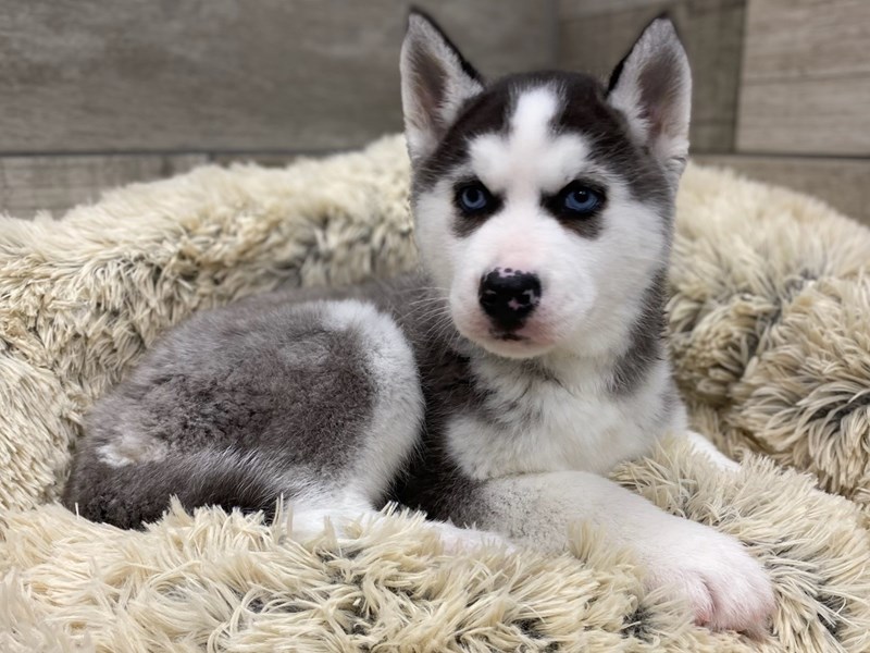 Siberian Husky Puppies in San Antonio: Find Your Perfect Furry Friend Today!