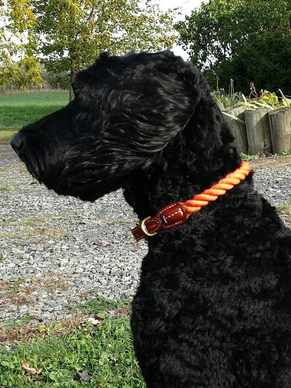 Rope Collar Dog: Is It the Right Choice for Your Pup?