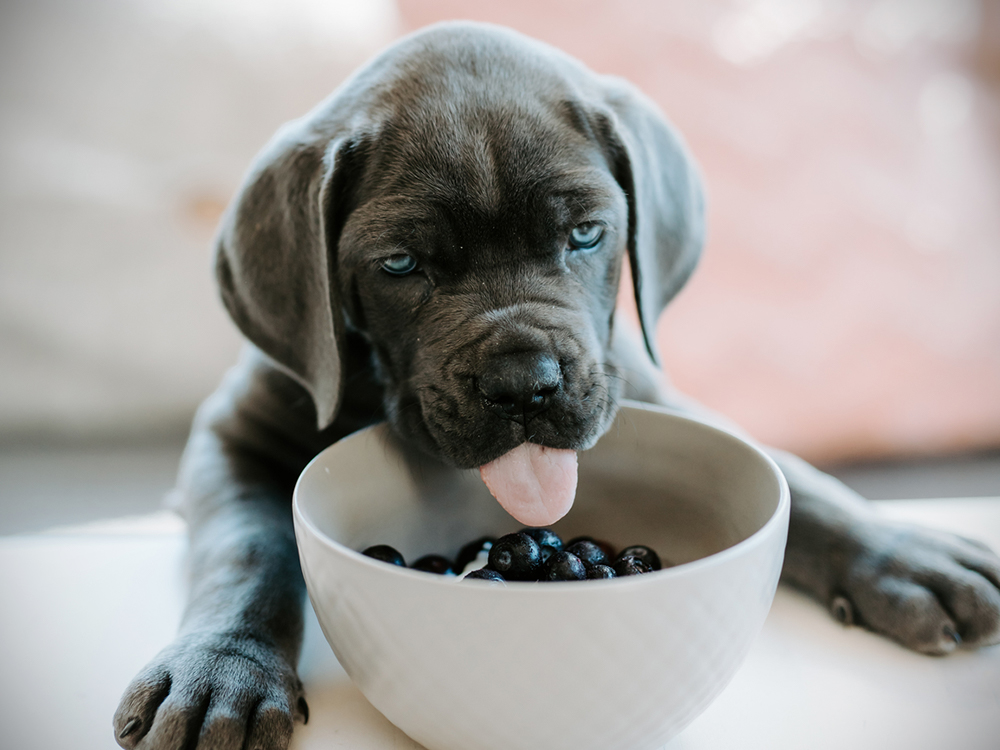 Choosing Dog Food for High Liver Enzymes? Top Picks!