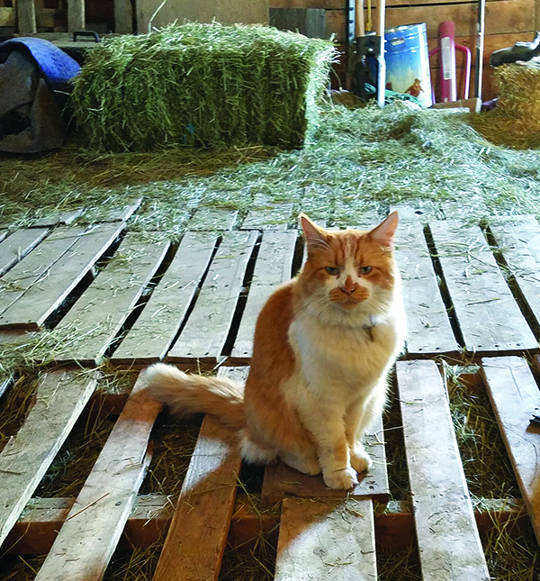 Cats Program: What Is It and Why Are People Talking About It?