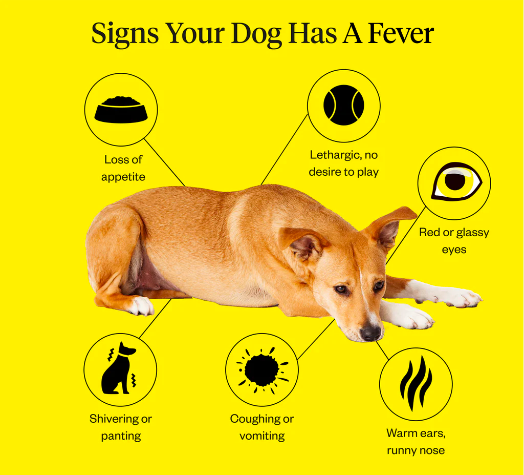 My Dogs Head Feels Warm: When to Worry and See a Vet