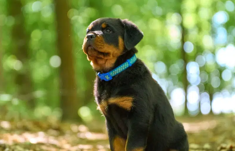 Thinking of Breeding Rottweilers? Read This First!