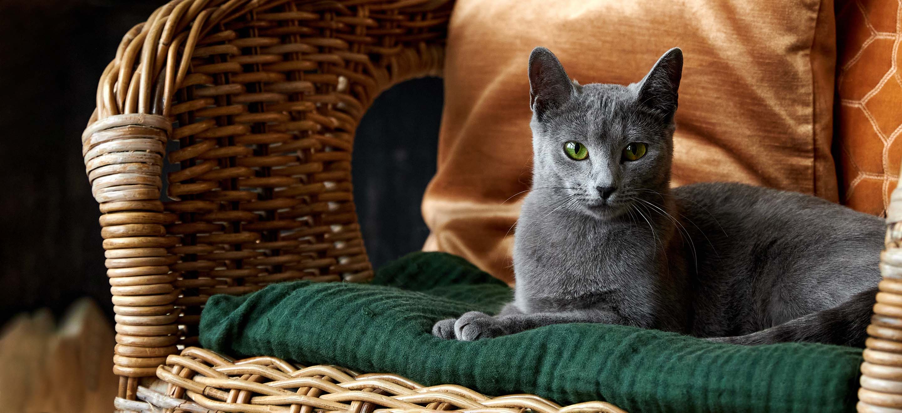 Ready to Adopt? Beautiful Russian Blue Cats Waiting for Homes!
