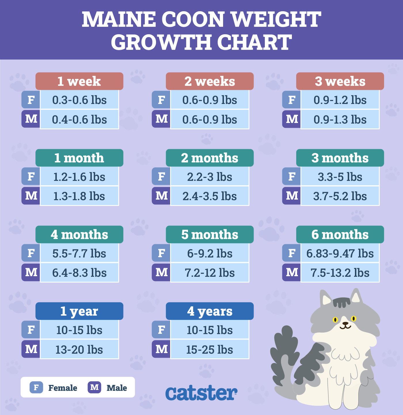 Maine Coon Cat Growth Chart: How Big Will They Get?