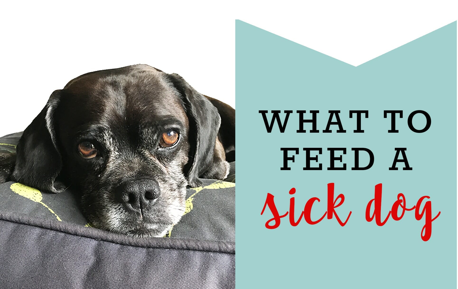 How to select the best dog food for sick dog? Easy tips for worried owners.