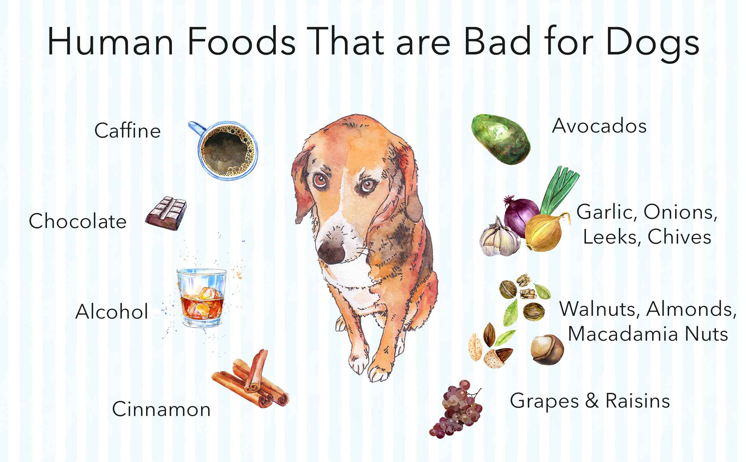 Dog Food for Sick Dogs: Easy-to-Digest Options!