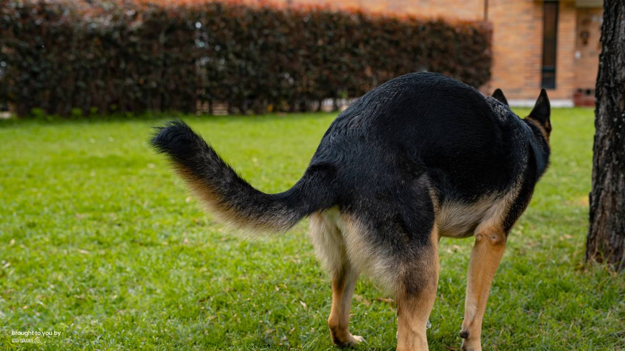 Stop German Shepherd Diarrhea: prevention & quick guide.