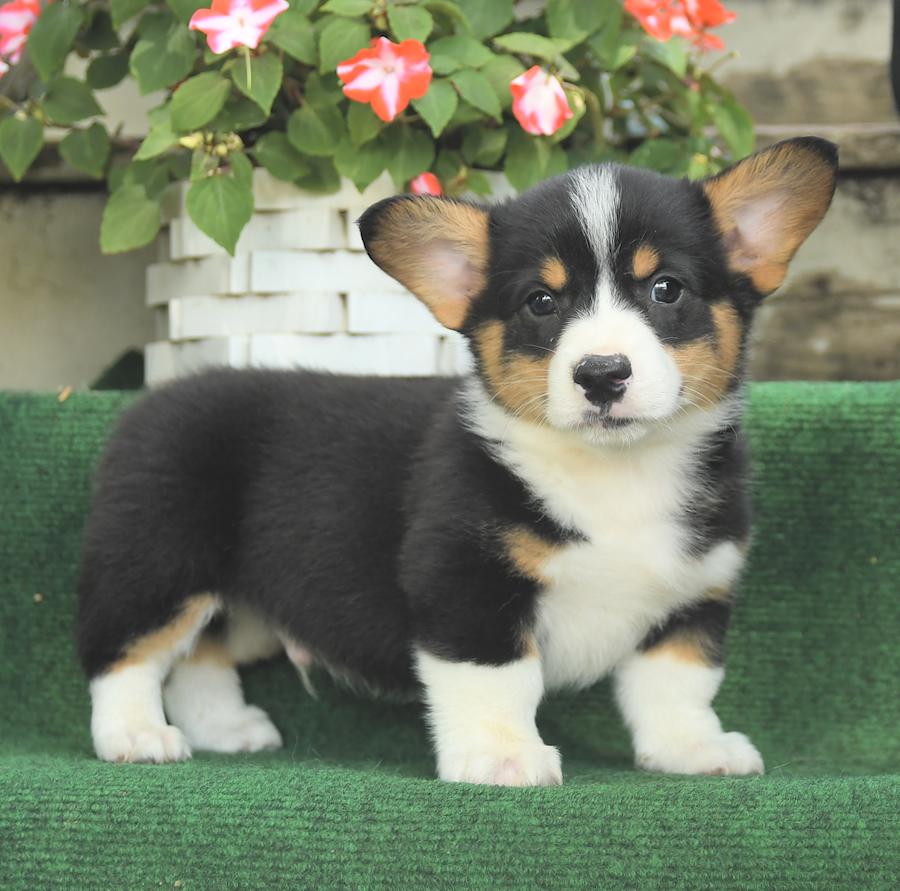 Find adorable corgi for sale ohio puppies! Check these updated listings for your new furry friend.