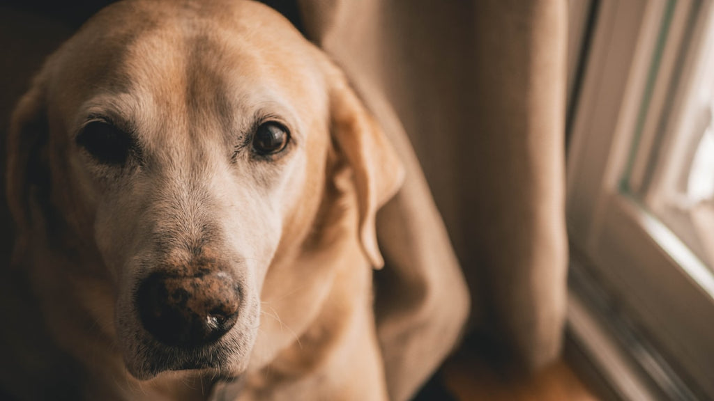 Thinking about getting Big Sky Labrador Retrievers? Important things you should know before you adopt or buy one.