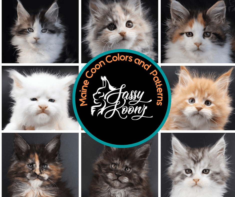 What Color Are Maine Coon Cats? A Simple Guide to Coat Colors