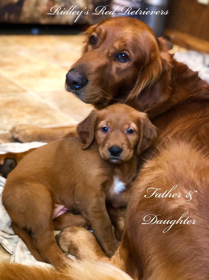 Dark Red Golden Retriever Puppies: Sale Prices & Breeder Info!