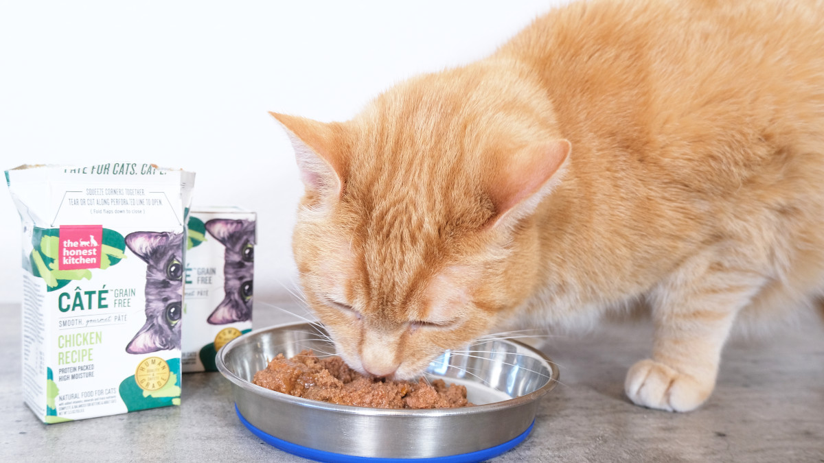 Top Wet Chicken Cat Food Brands: A Simple Buyers Guide!