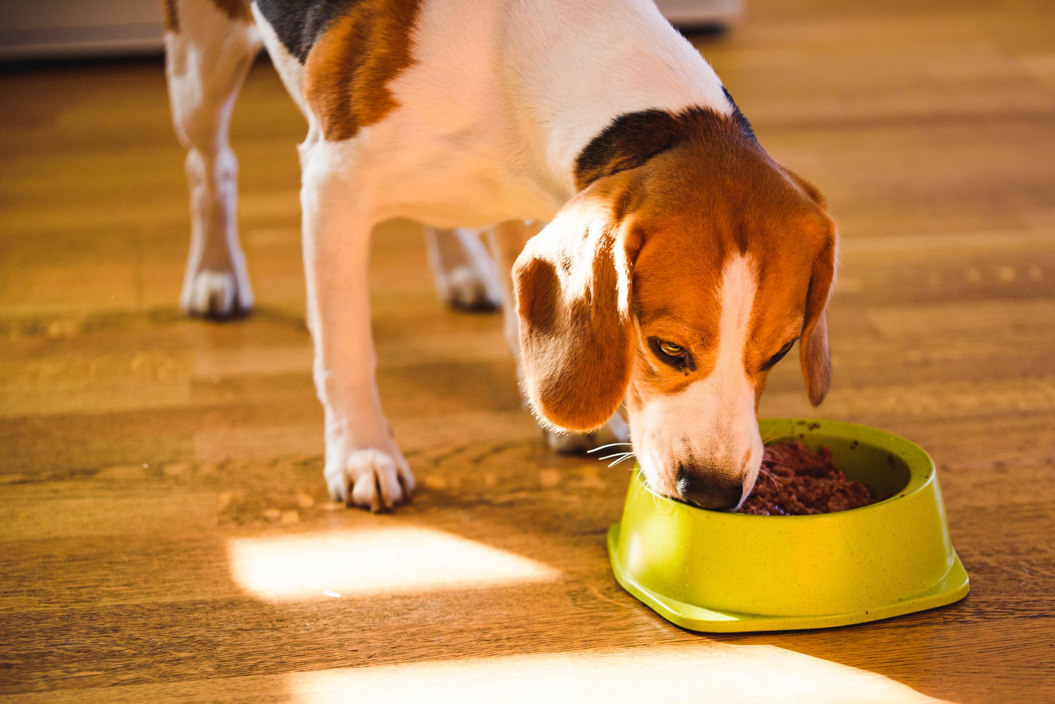 Wet Pet Food Feeder Benefits: Healthy Meal for pets?
