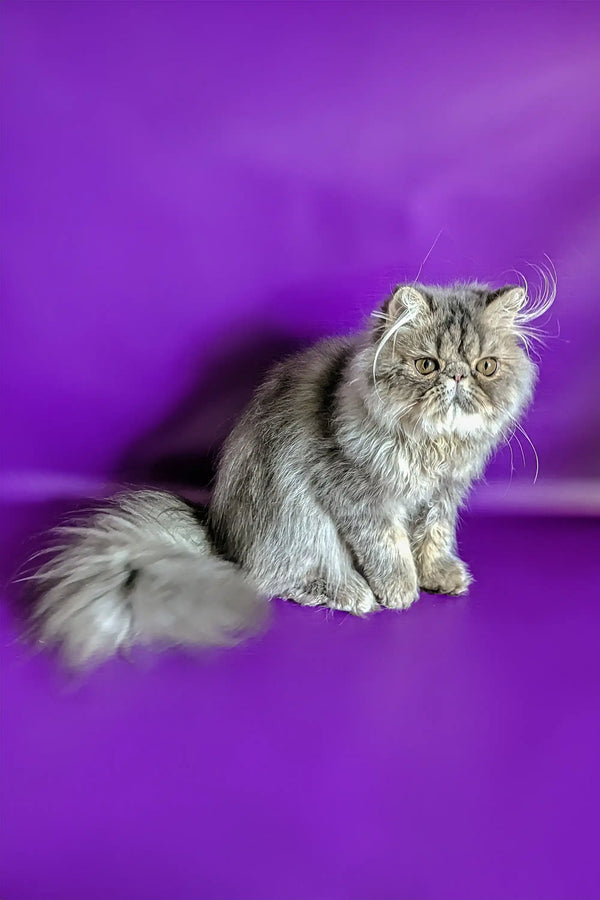 Grey Persian Cat Price Guide: Find Your Fluffy Friend!