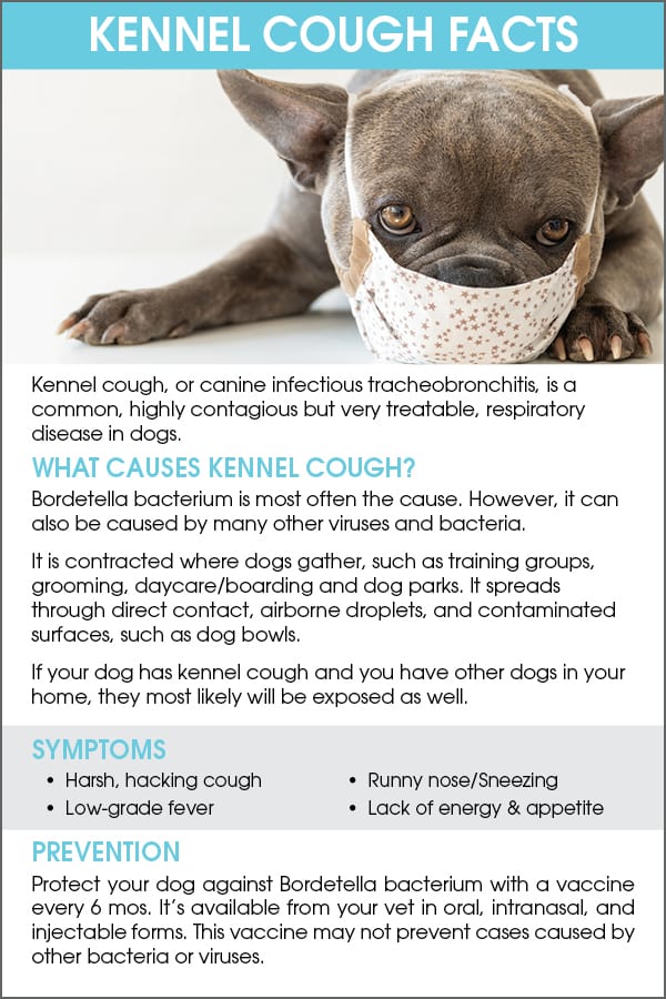 What are common kennel cough vaccine side effects? What dog owners need to know now.