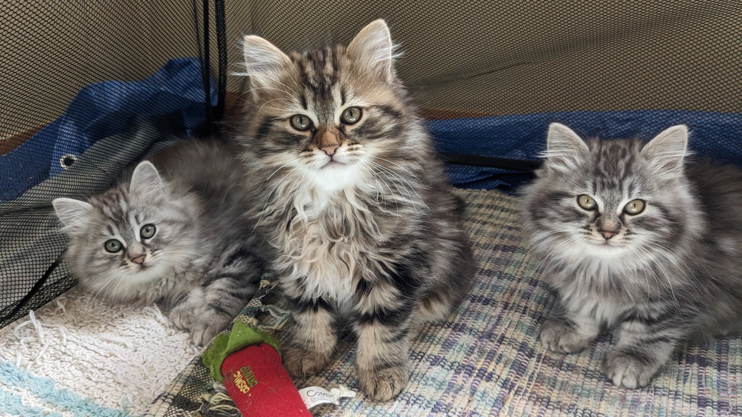 What makes Willow Springs Cattery the best choice? Learn about our loving care and safe environment.